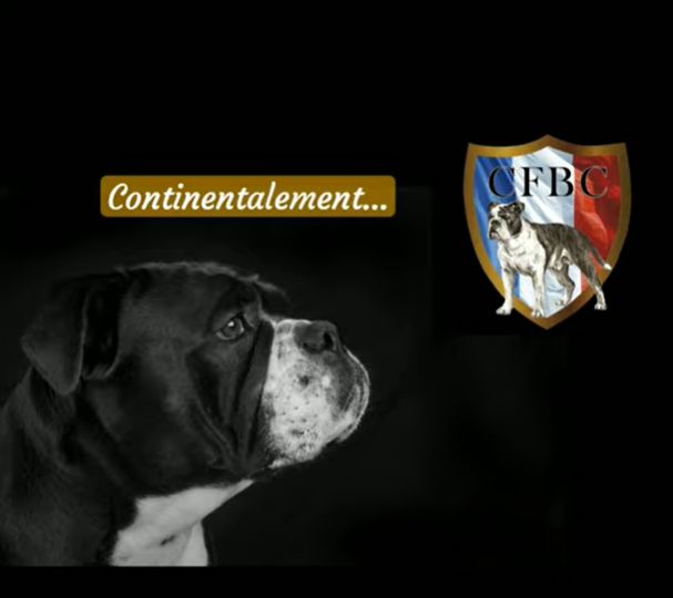 De La Comté d'An l'Or - Le Bulldog Continental fait son show sur C8