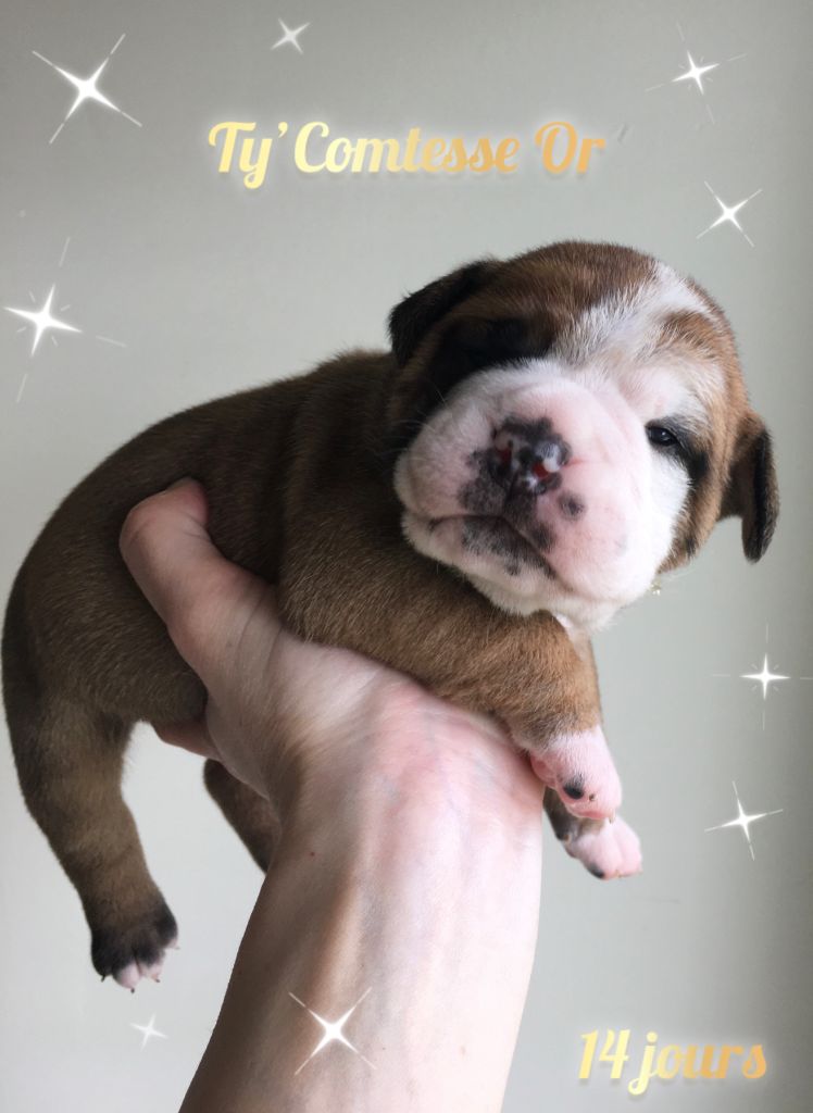 De La Comté d'An l'Or - Chiot disponible  - Bulldog continental