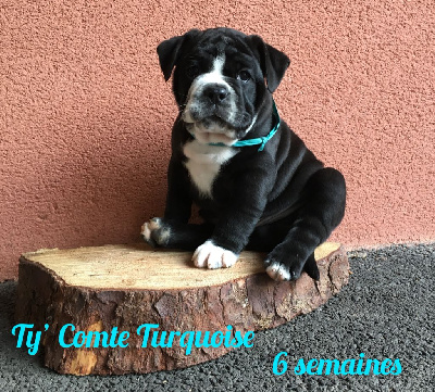 Chiot n°1 - Ty' Comte Turquoise dixit TYTAN