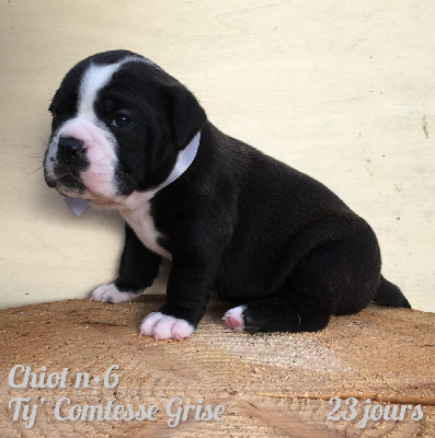 Chiot n°6 - Ty' Comtesse Grise dixit TAYNA