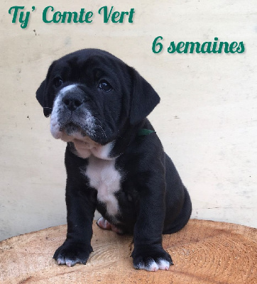 Chiot n°7 - Ty' Comte Vert dixit THALES