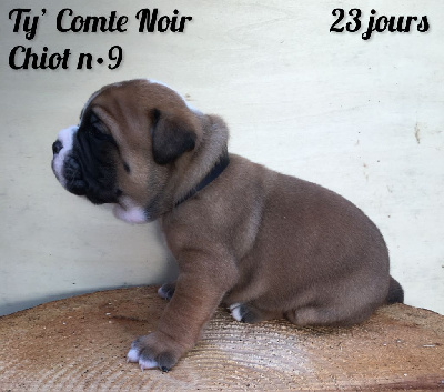 Chiot n°9 - Ty' Comte Noir dixit TAO