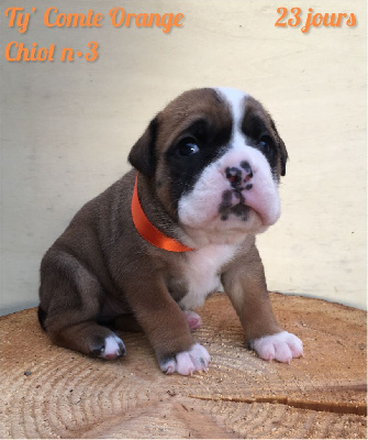 Chiot n°3 - Ty' Comte Orange dixit TYMBA