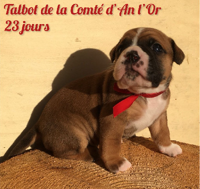 Chiot n°4 - Ty' Comte Rouge dixit TALBOT