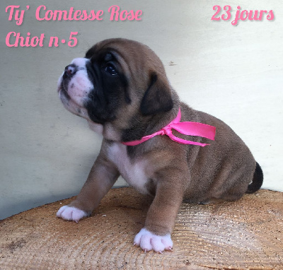 Chiot n°5 - Ty' Comtesse Rose dixit TENA