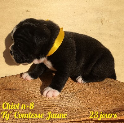 Chiot n°8 - Ty' Comtesse Jaune dixit TESSA