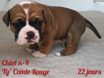 Chiot n°4 - Ty' Comte Rouge dixit TALBOT