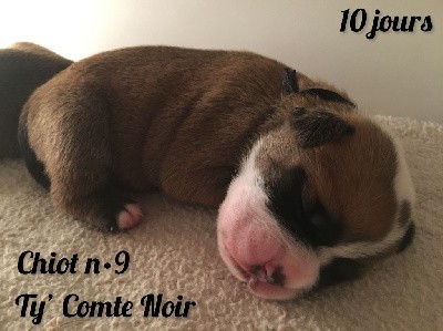 Chiot n°9 - Ty' Comte Noir dixit TAO