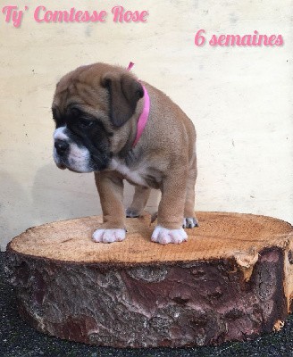 Chiot n°5 - Ty' Comtesse Rose dixit TENA