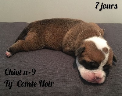 Chiot n°9 - Ty' Comte Noir dixit TAO