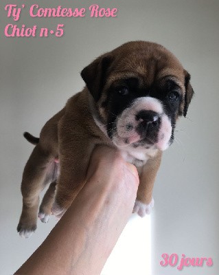 Chiot n°5 - Ty' Comtesse Rose dixit TENA