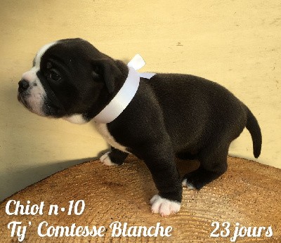 Chiot n°10 - Ty' Comtesse Blanche dixit TINDER