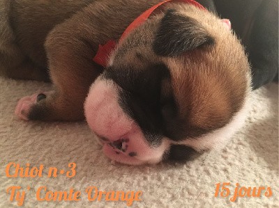 Chiot n°3 - Ty' Comte Orange dixit TYMBA