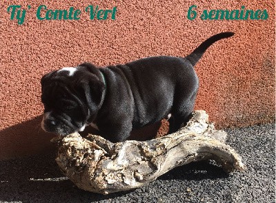 Chiot n°7 - Ty' Comte Vert dixit THALES