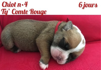 Chiot n°4 - Ty' Comte Rouge dixit TALBOT