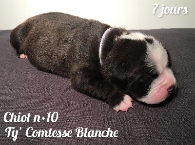 Chiot n°10 - Ty' Comtesse Blanche dixit TINDER