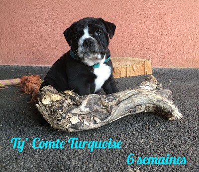 Chiot n°1 - Ty' Comte Turquoise dixit TYTAN