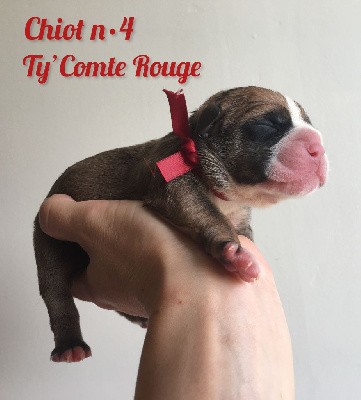 Chiot n°4 - Ty' Comte Rouge dixit TALBOT