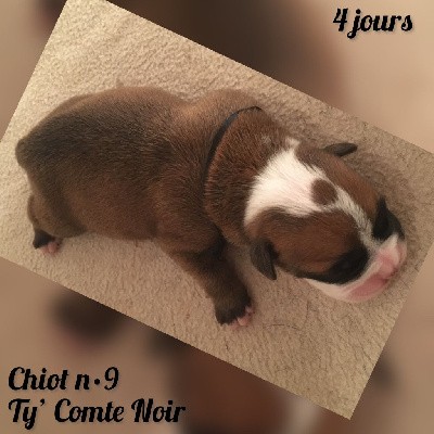 Chiot n°9 - Ty' Comte Noir dixit TAO