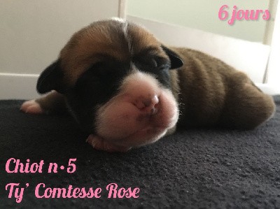 Chiot n°5 - Ty' Comtesse Rose dixit TENA