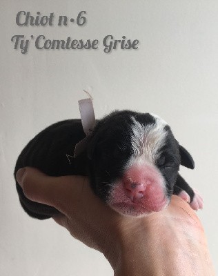 Chiot n°6 - Ty' Comtesse Grise dixit TAYNA