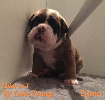 Chiot n°3 - Ty' Comte Orange dixit TYMBA