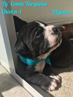 Chiot n°1 - Ty' Comte Turquoise dixit TYTAN