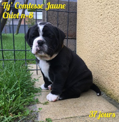 Chiot n°8 - Ty' Comtesse Jaune dixit TESSA