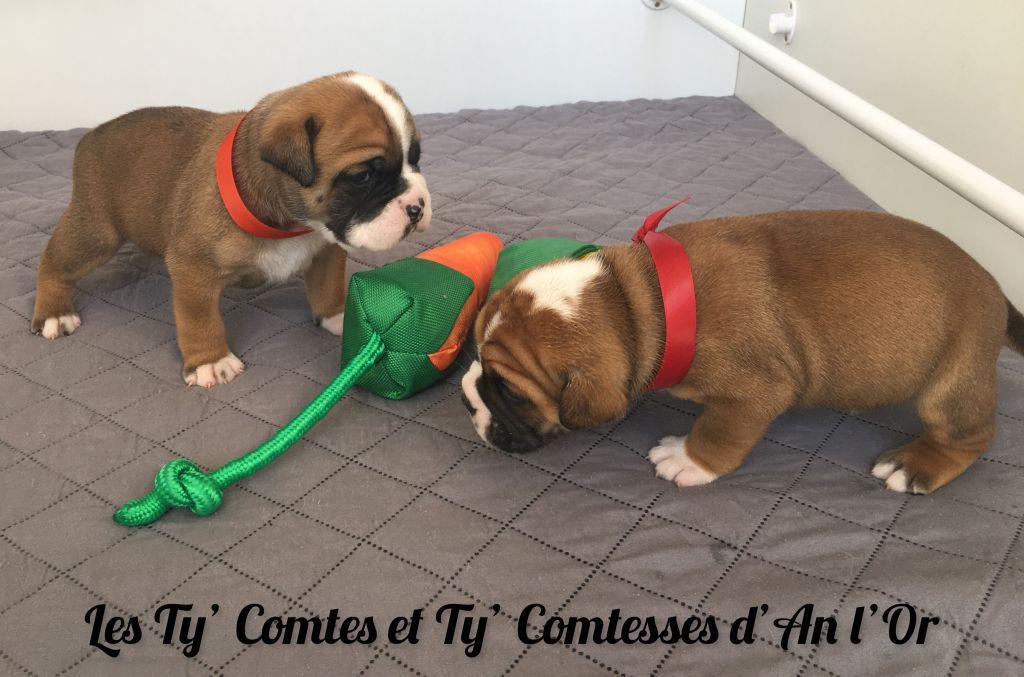 chiot Bulldog continental De La Comté d'An l'Or